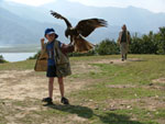 falconry