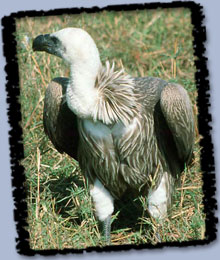 White Backed Vulture