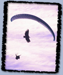 Parahawking