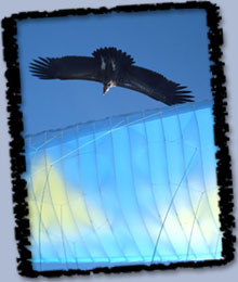 Himalayan Griffon Vulture soaring with glider