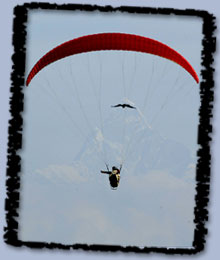 White Backed Vulture