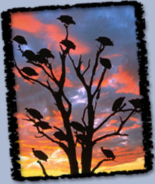 Vultures at roost