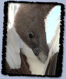 White Backed Vulture head