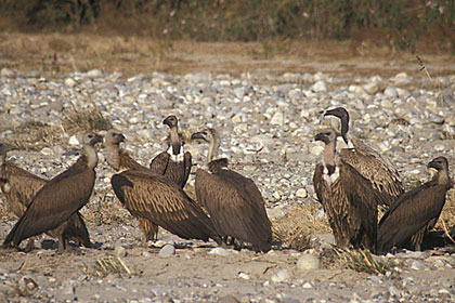 White Backed Vultures and Long Billed Vultures